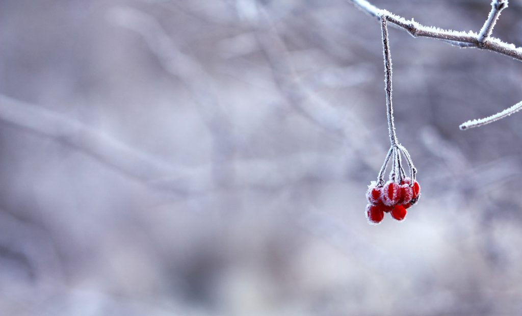 frozen-berries-red-fruits-64705
